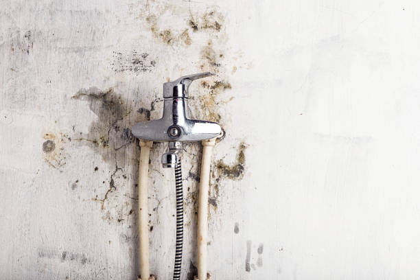 Best Residential Mold Remediation in Arden On The Severn, MD