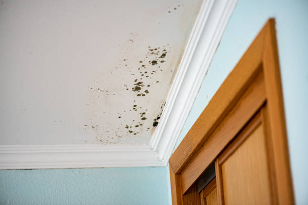 Best Commercial Mold Remediation in Arden On The Severn, MD