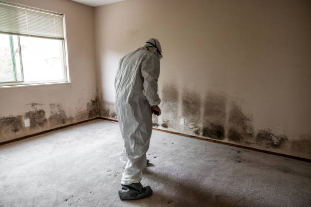 Best Attic Mold Remediation in Arden On The Severn, MD