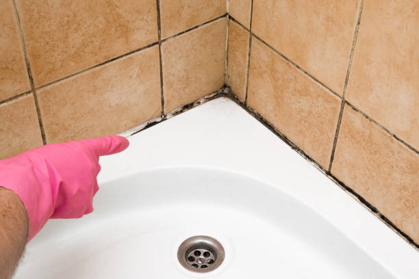 Best Basement Mold Remediation in Arden On The Severn, MD