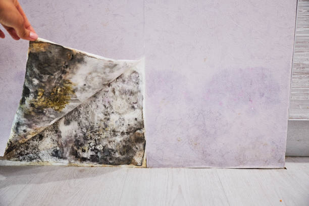 Best Emergency Mold Remediation in Arden On The Severn, MD